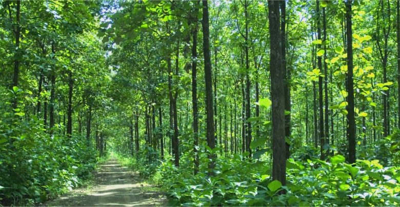 pengertian hutan