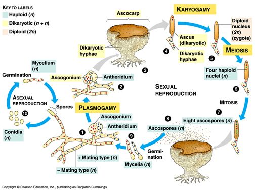 reproduksi ascomycota