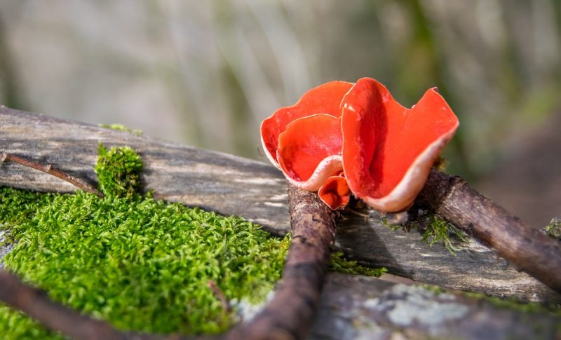 Ascomycota: Pengertian, Struktur, Klasifikasi dan Ciri Ciri Ascomycota