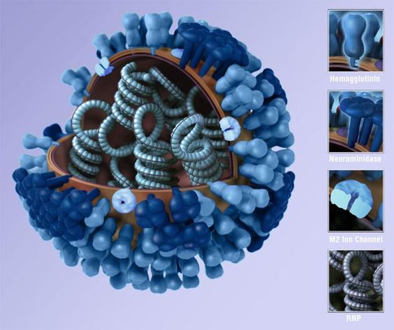   Virus  Pengertian Sejarah Ciri ciri  klasifikasi dan 