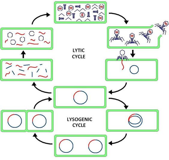 perbedaan siklus litik dan lisogenik