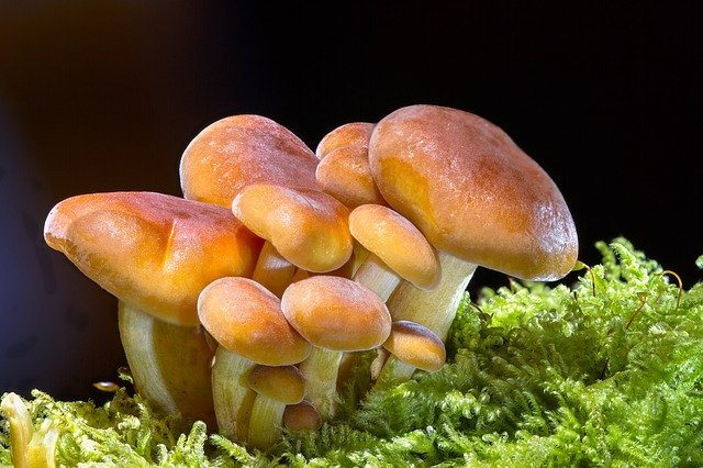 Fungi Jamur Pengertian Ciri Ciri Struktur Dan Klasifikasi Jamur