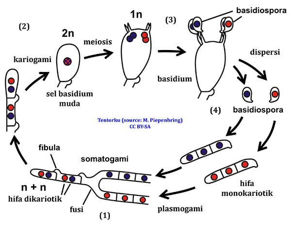 Basidiomycota Pengertian Struktur Peran Dan Ciri Ciri Basidiomycota