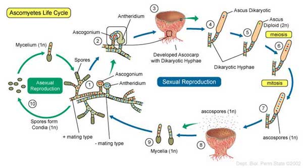 Ascomycota: Pengertian, Struktur, Klasifikasi dan Ciri Ciri Ascomycota